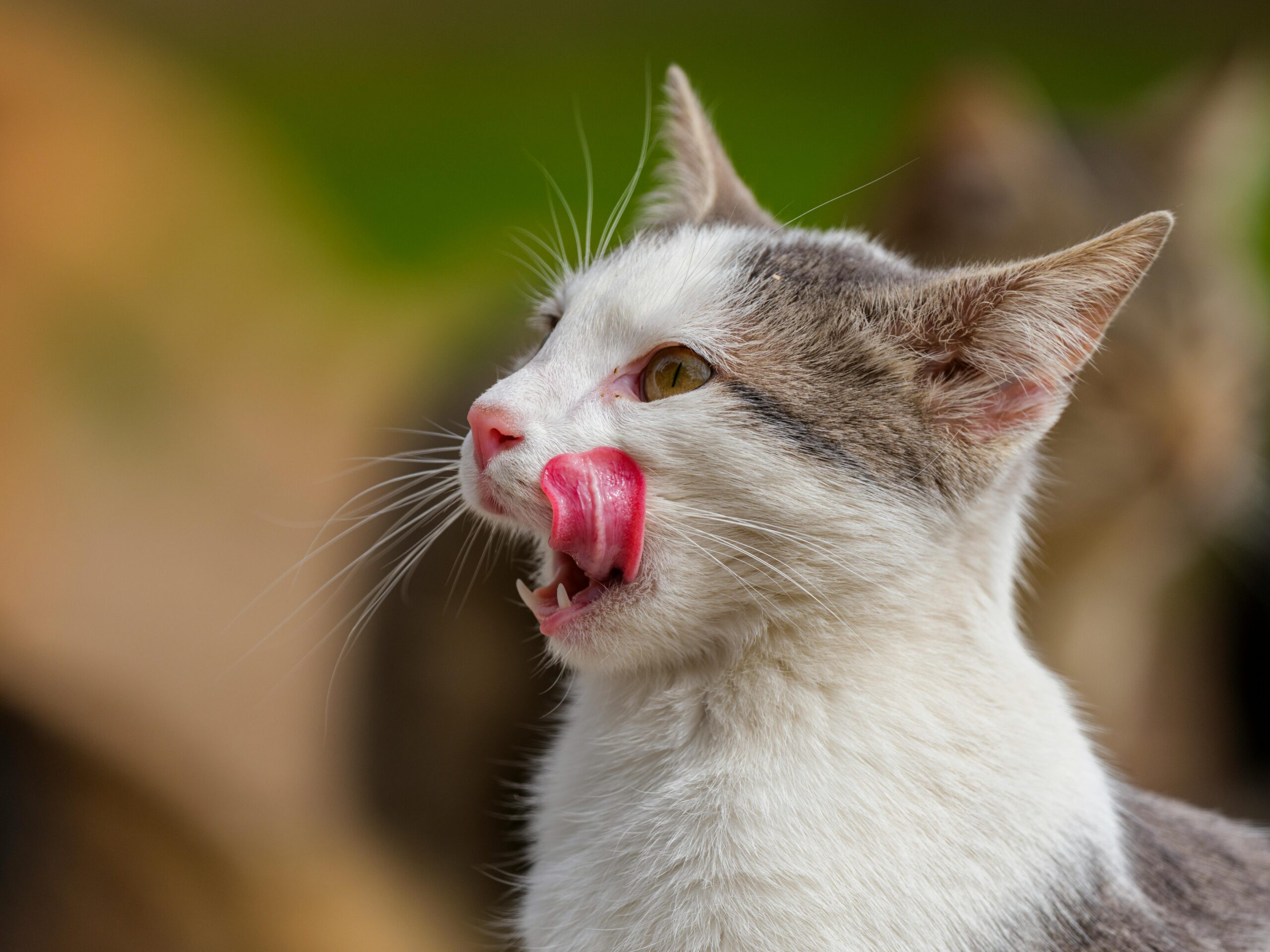 Zdjęcie do artykułu: Jak dbać o higienę uszu, pazurów i zębów kota